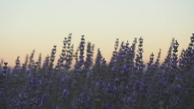Closeup of lavender flowers sunset time