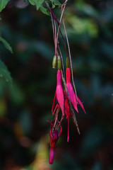 fuchsien im  Herbst