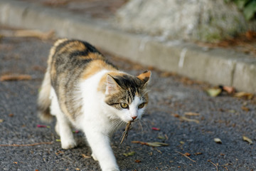 Female street cat walking with her lizard prey in her mouth and looking ahead in a determined manner.
