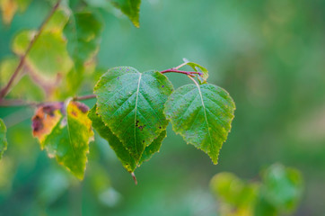 leaf on green background