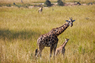 Naklejka na ściany i meble Female and cub of african giraffe in african safari park