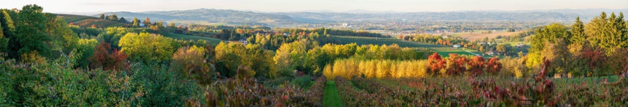 Obstplantage in Scharten in Oberösterreich mit Blick in das Eferdinger Becken im Herbst Panorama