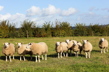 Naklejka na ściany i meble Small flock of sheep on a grass field