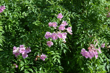 Fototapeta premium Pink trumpet flower, Bignonia rosado, also known as Podranea ricasoliana. Flowers and buds on the vine in a Mediterranean garden