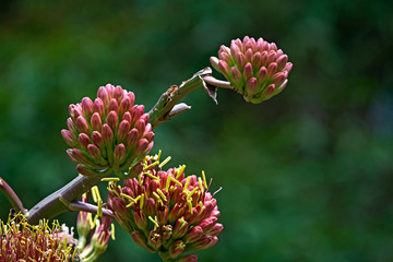 Big red and yellow succulent flower