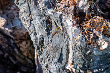 A female Ichneumon Wasp, or Sabre Wasp, resting on a tree