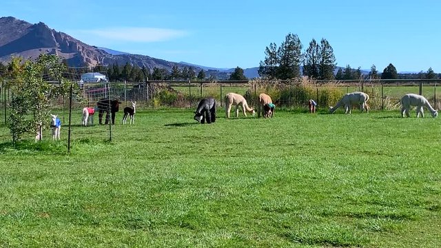 Alpacas grazing on grass in a picturesque mountain setting