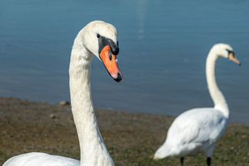 Mute swans (cygnus olor) on the River Crouch at South Woodham Ferrers, Essex, UK