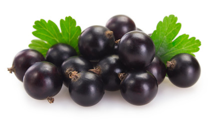 Black currant on white background