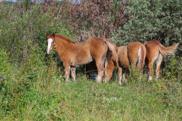 foals at the field