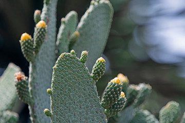 cactus with yellow flower