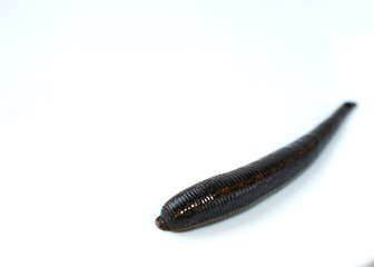 hirudotherapy, medical leech on a white background