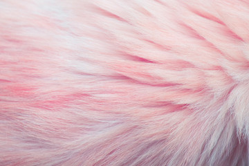 pastel soft wool texture background, cotton wool, light natural sheep wool, close-up texture of white fluffy fur, wool with beige tone