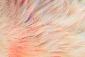 pastel soft wool texture background, cotton wool, light natural sheep wool, close-up texture of white fluffy fur, wool with beige tone