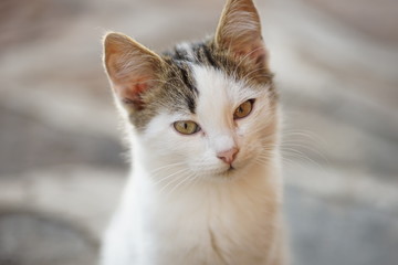 White cat face portrait closeup. Domestic animals. Young kitten with interesting hair color.