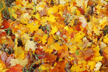 Fallen bright leaves from the trees. Autumn time-eyes charm.