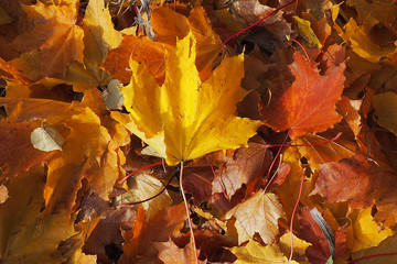 Fallen bright leaves from the trees. Autumn time-eyes charm.