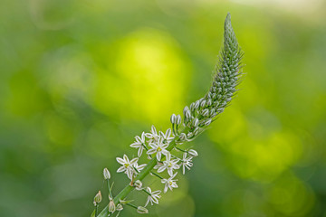 White flower - false sea onion - ornithogalum caudatum