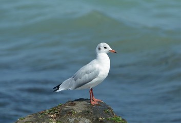 a seagull sitting down