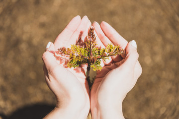 loving the environment or gardening, hand cupping small leaves of tiny jacaranda tree