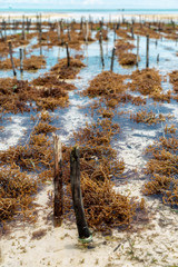 Close-up on algae cultivation