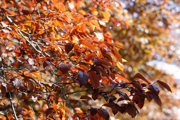 Hojas otoñales en arboles 