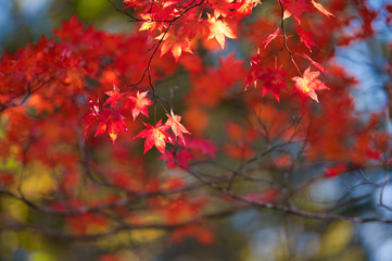 紅葉