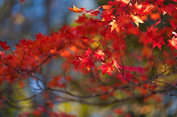 紅葉