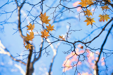 紅葉