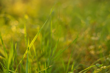 Abstract Nature blurred background, bokeh. Green grass in sunlight