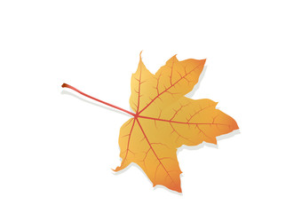 Ahorn Blatt, Ahornblatt im Herbst, Vektor Illustration isoliert auf weißem Hintergrund