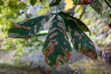 Leaves of the horse chestnut tree turning colour in autumn, photographed in woodlands near...
