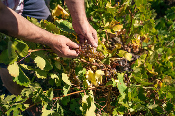 Naklejka na ściany i meble Old man collecting grapes in a vineyard