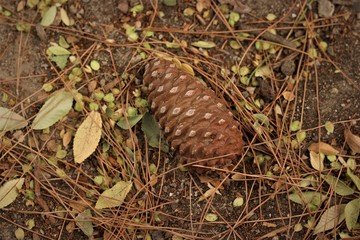 Pine Cone on the Ground