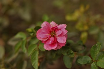 Pink Flower