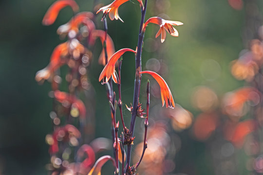 Watsonia meriana - orange flower
