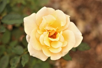 Yellow Rose