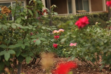Rose Bushes