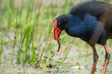 A Pukeko (Swamp Hen) wading in a pond in New Zealand	