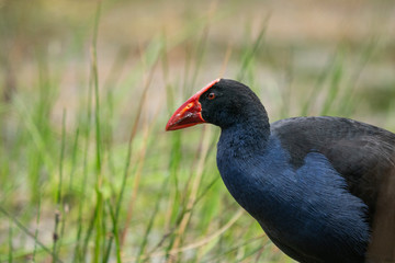 A Pukeko (Swamp Hen) wading in a pond in New Zealand	