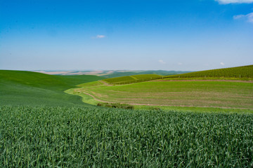 Fototapeta premium wheat and wine