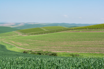 Washington grapes