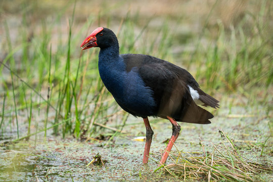 A Pukeko (Swamp Hen) wading in a pond in New Zealand	