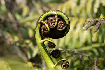 Close up of a New Zealand fern (Koru)