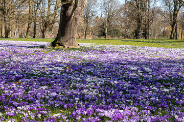 A meadow full of colorful crocuses in a park