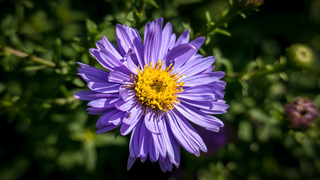 Aster dumosus, Violet Cushion-aster, Autumnaster illuminated by the sun