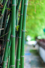 Naklejka premium Bamboo trees in the garden