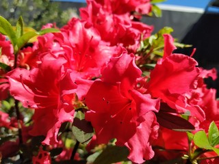 red flowers in the garden