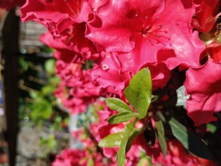 flowers in the garden