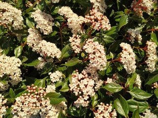 flowers in the garden